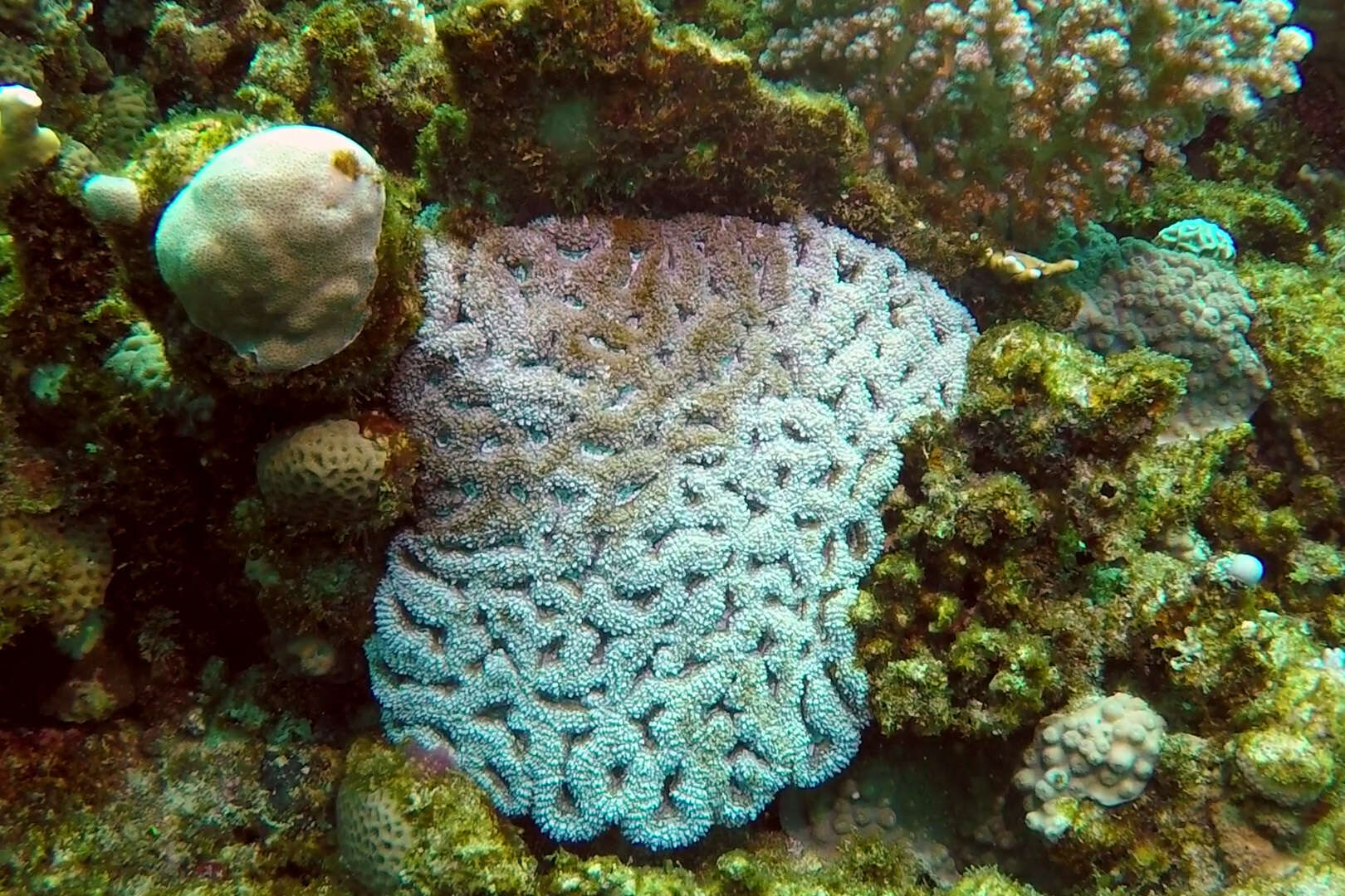 Image of Lobophyllia erythraea (Klunzinger 1879)