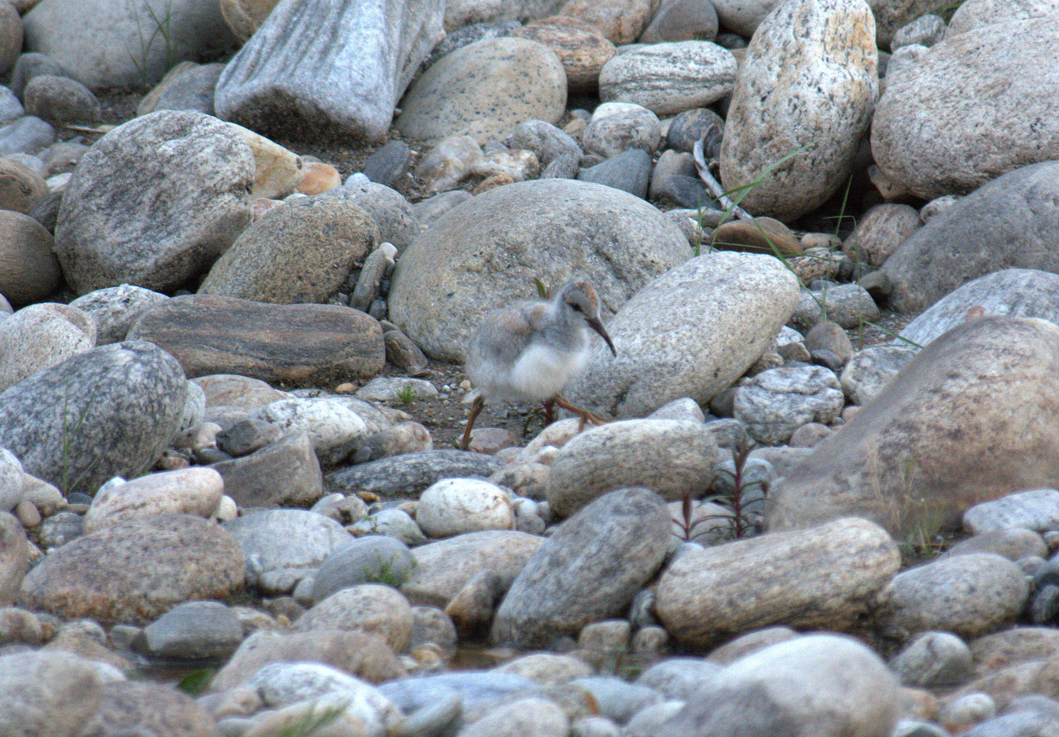 Image of Ibidorhynchidae