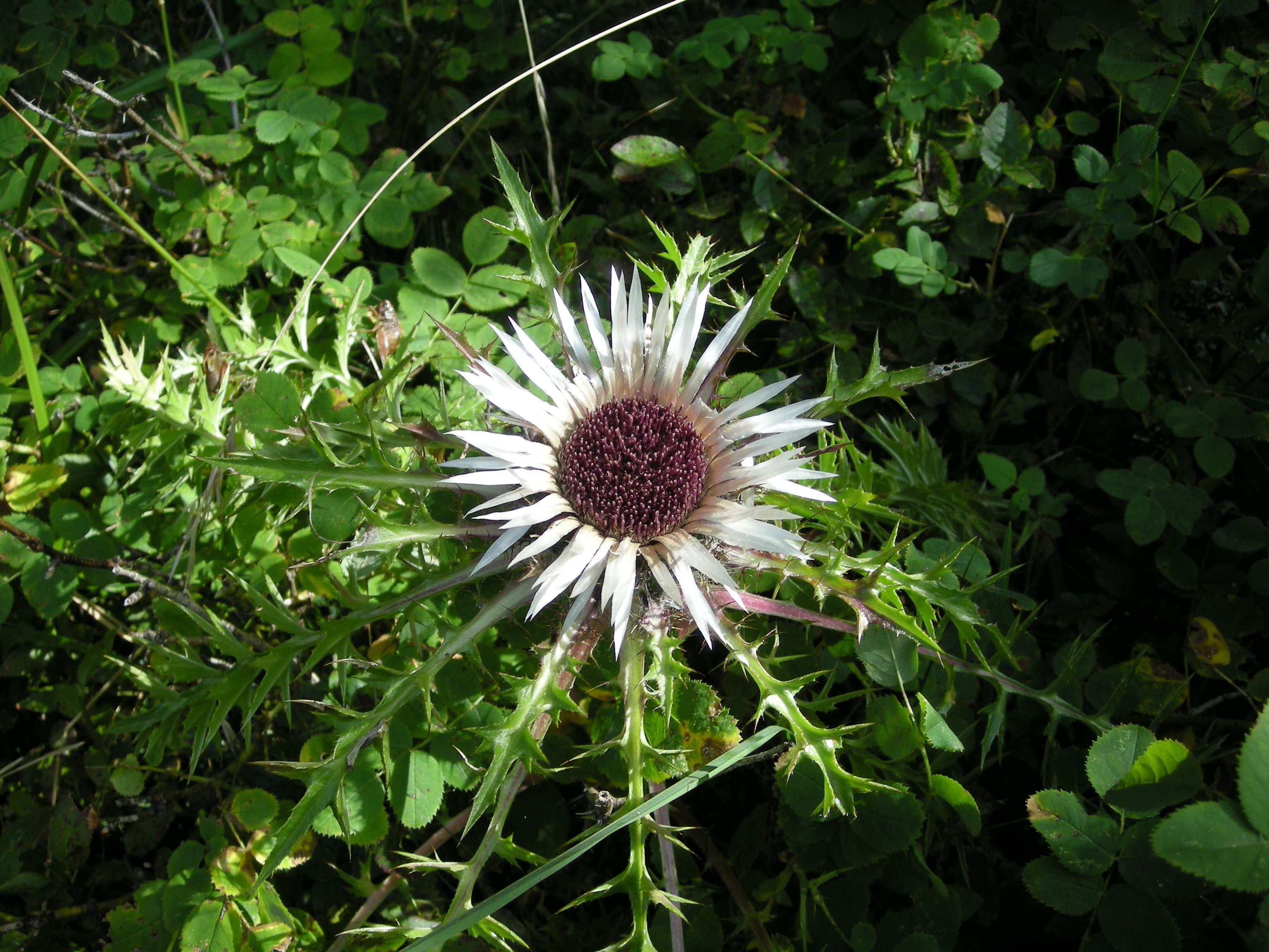 Image of Carlina acaulis L.