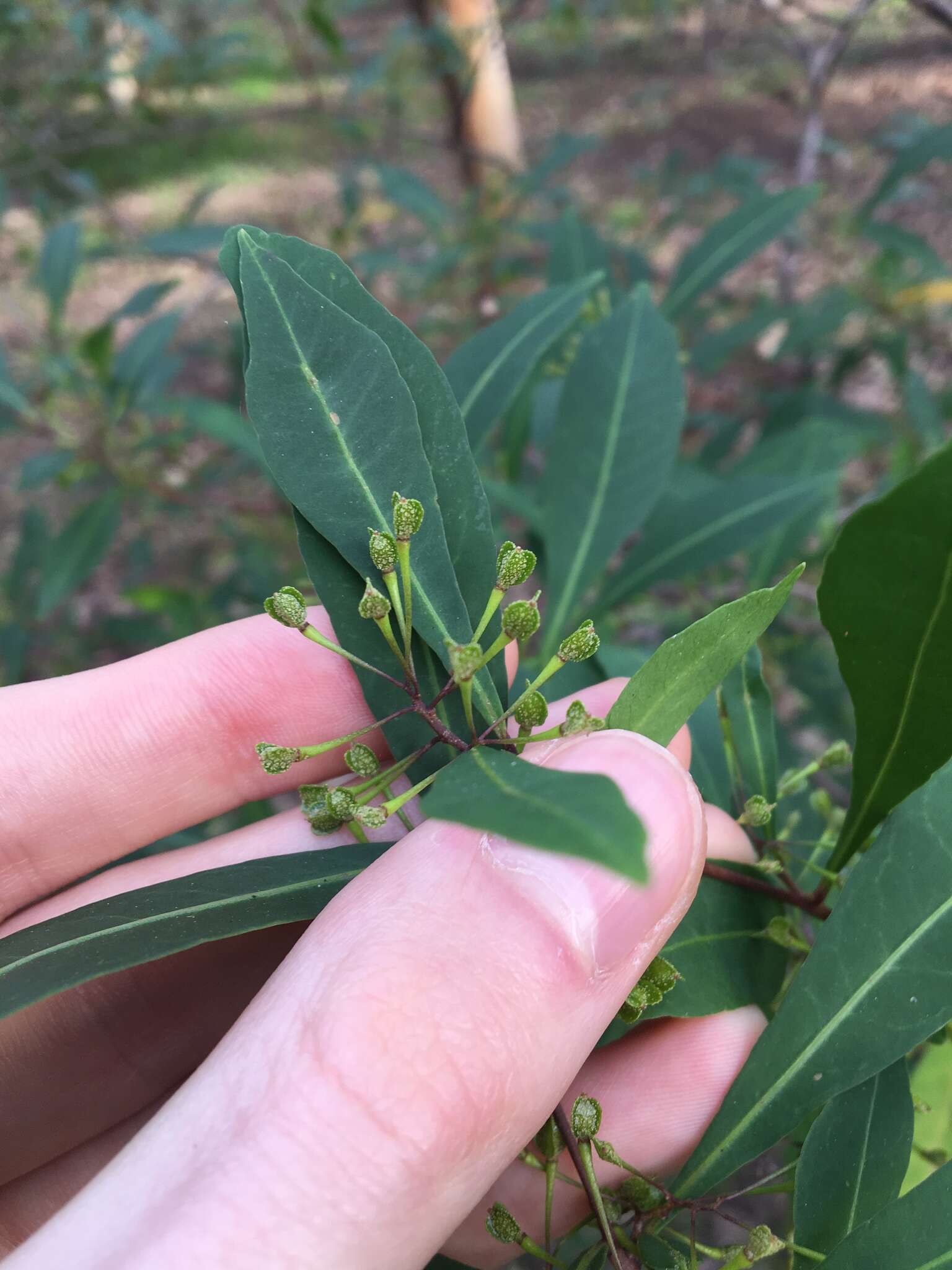 Image of Dodonaea triquetra Wendl.