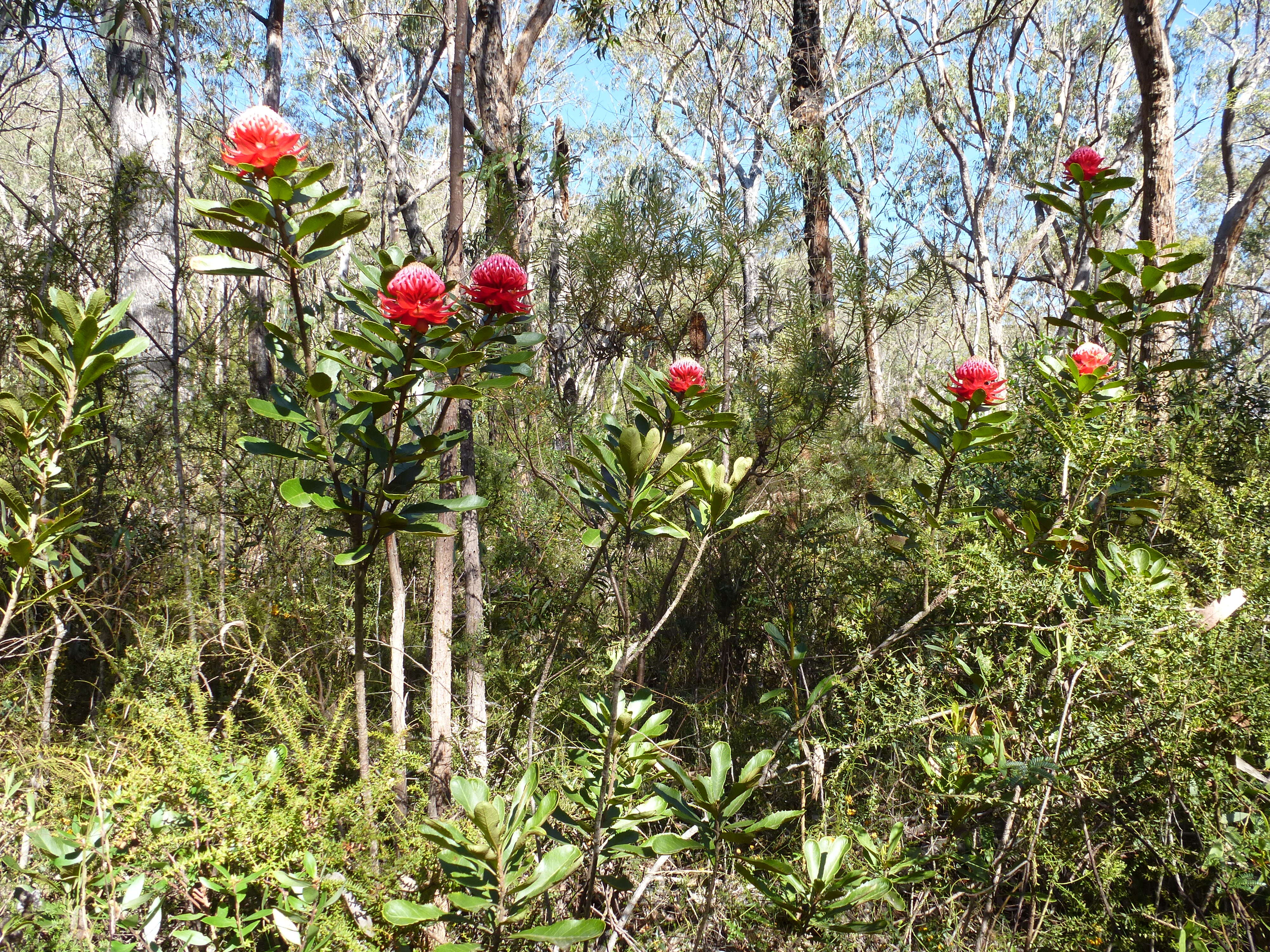 Image of Telopea aspera M. D. Crisp & P. H. Weston