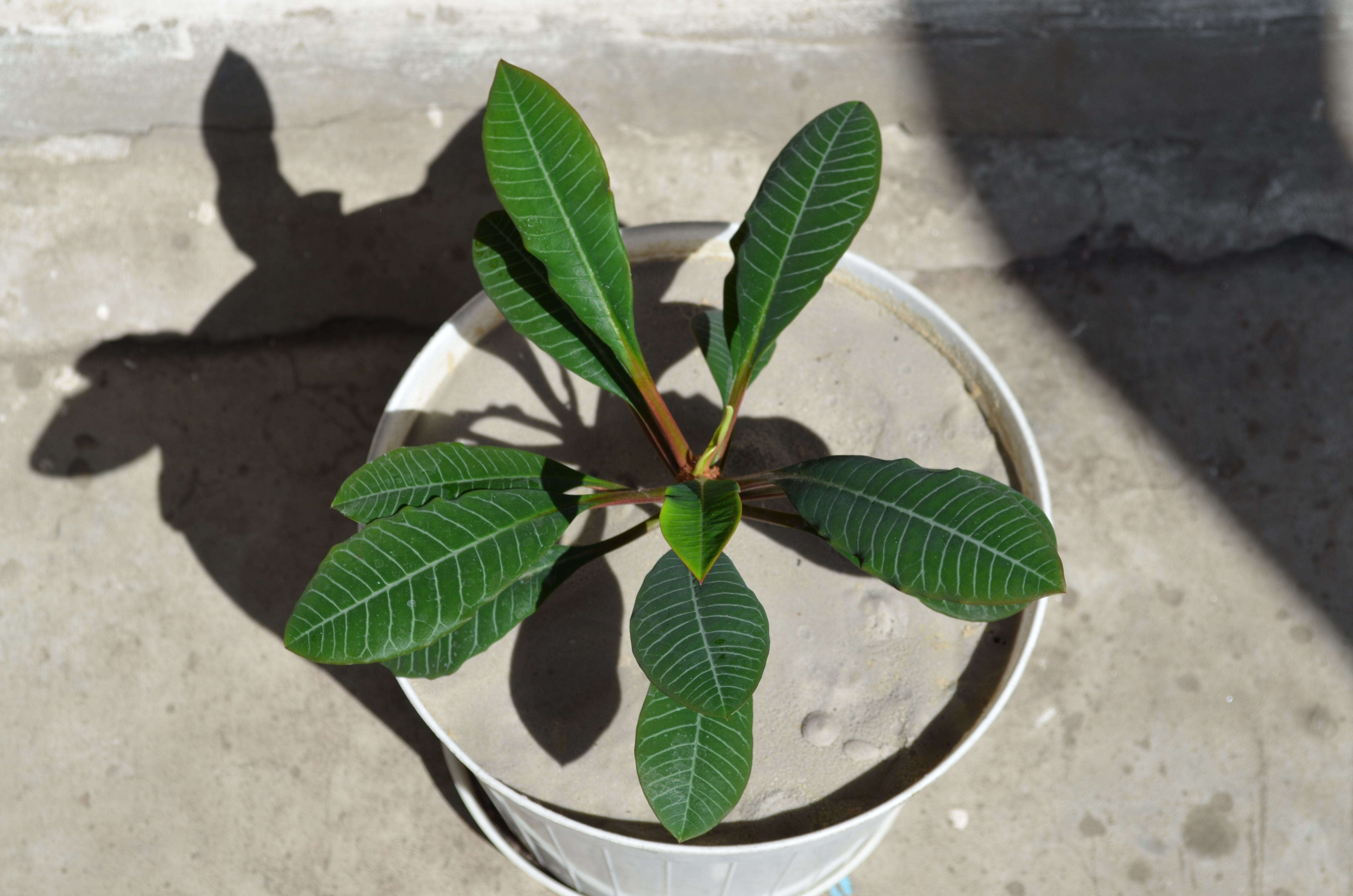 Euphorbia leuconeura Boiss. resmi