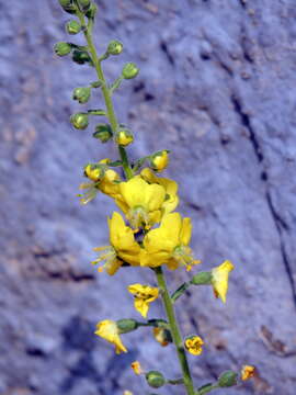 Image of Verbascum coromandelianum (Vahl) Huber-Morath