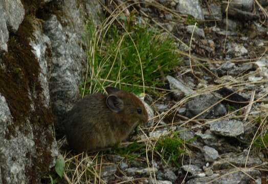 Image of Royle's Pika