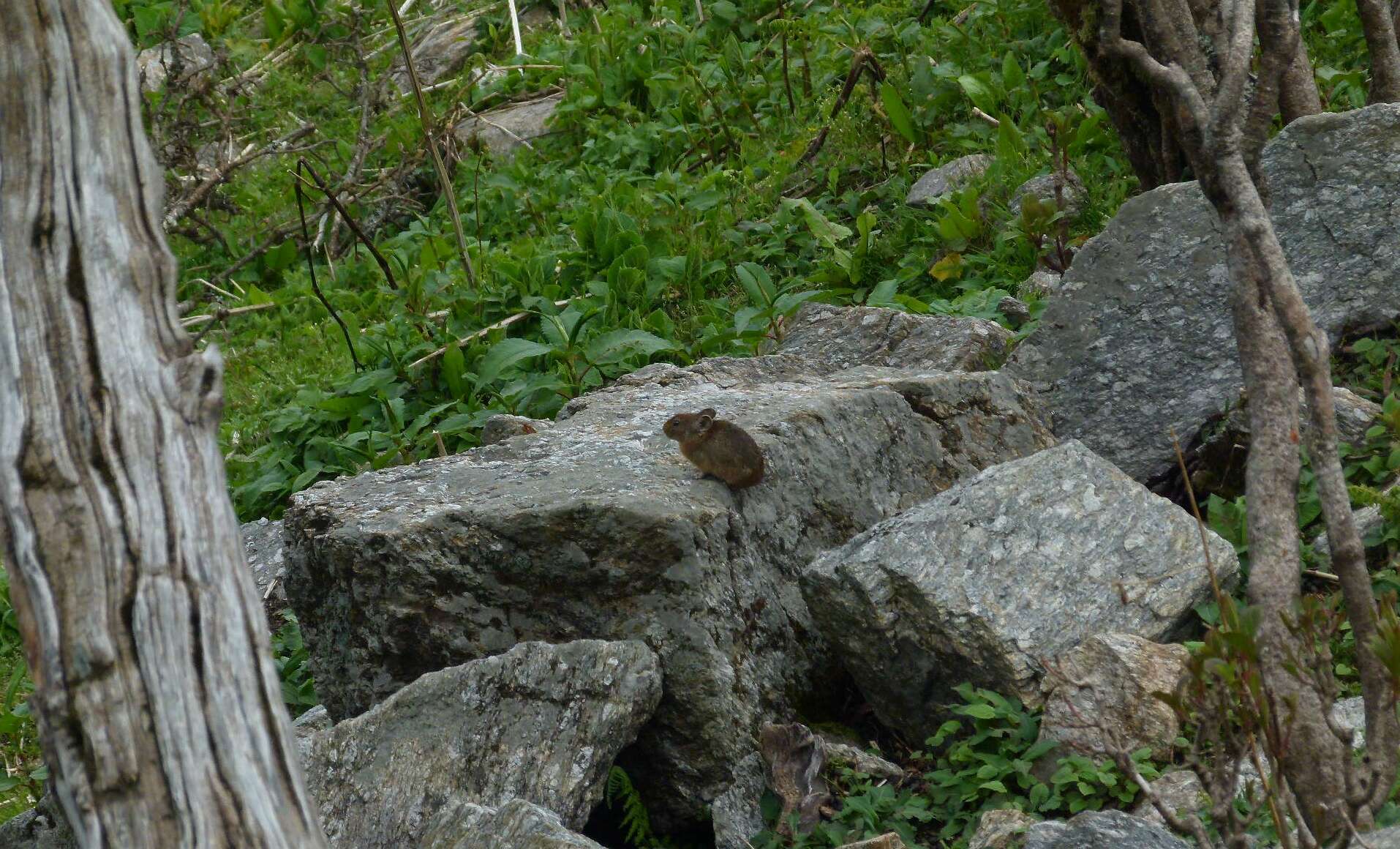 Image of Royle's Pika