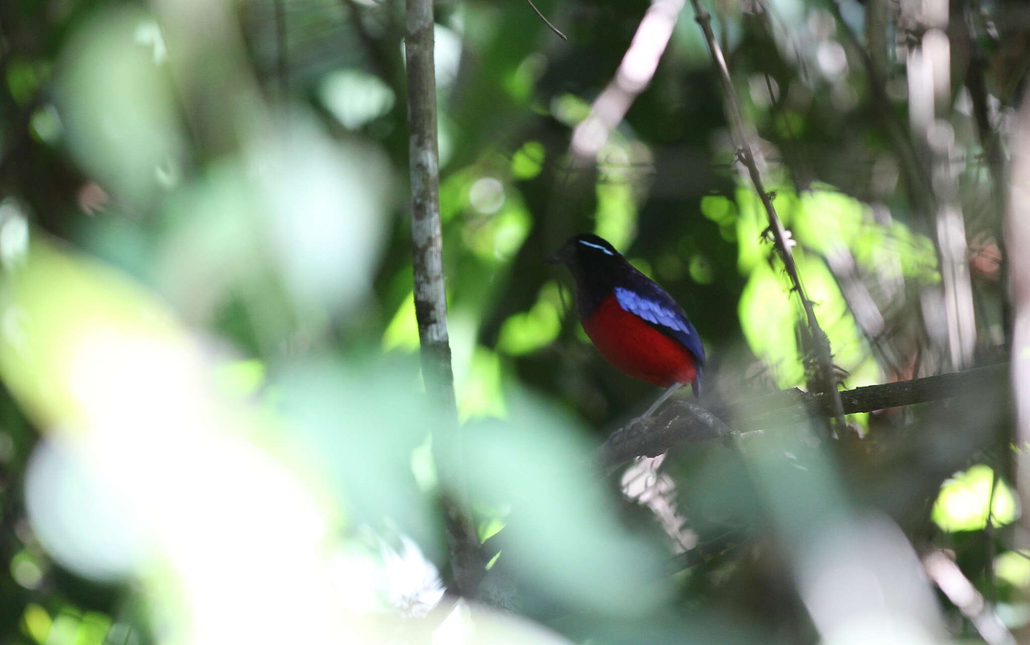 Image of Black-crowned Pitta