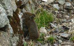 Image of Royle's Pika