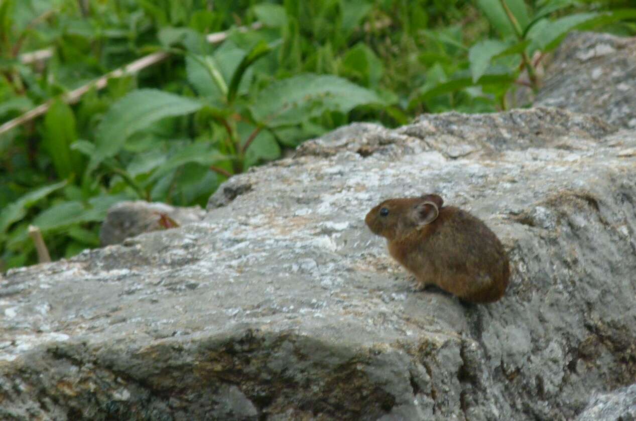 Image of Royle's Pika