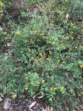 Bossiaea linophylla R. Br. resmi