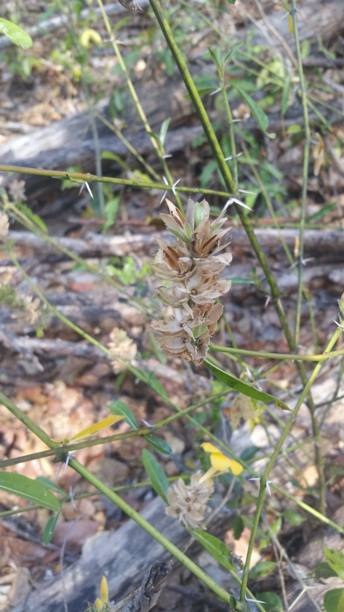 Image of Barleria perrieri Benoist