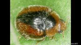 Image of Loew's Lady Beetle