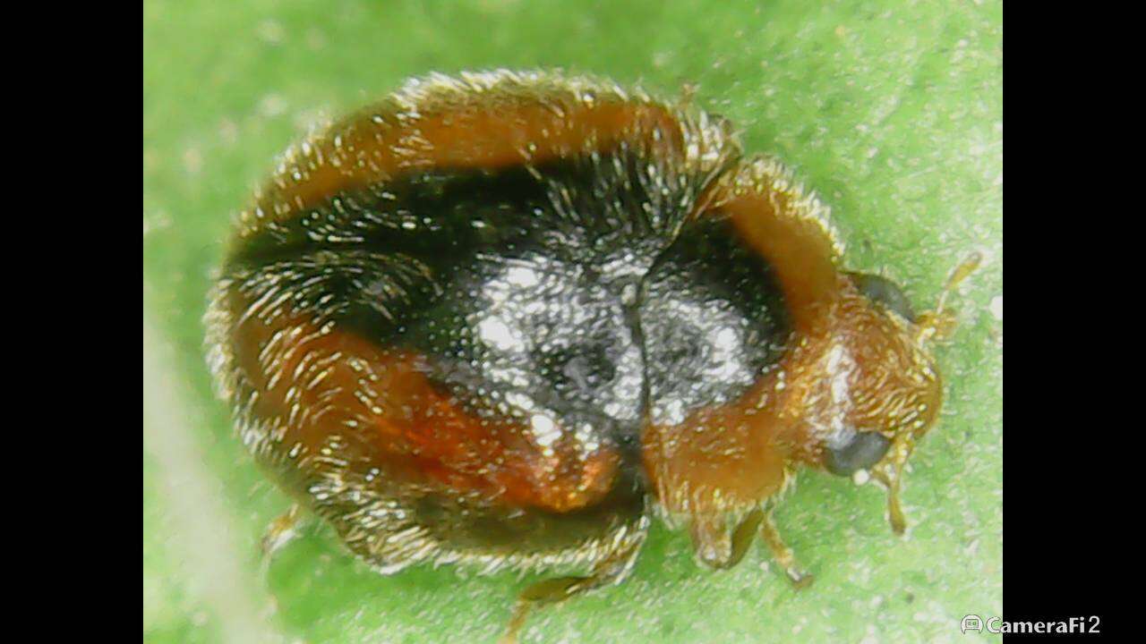 Image of Loew's Lady Beetle