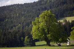 Image of Large-leaved Lime