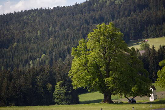 Imagem de Tilia platyphyllos Scop.