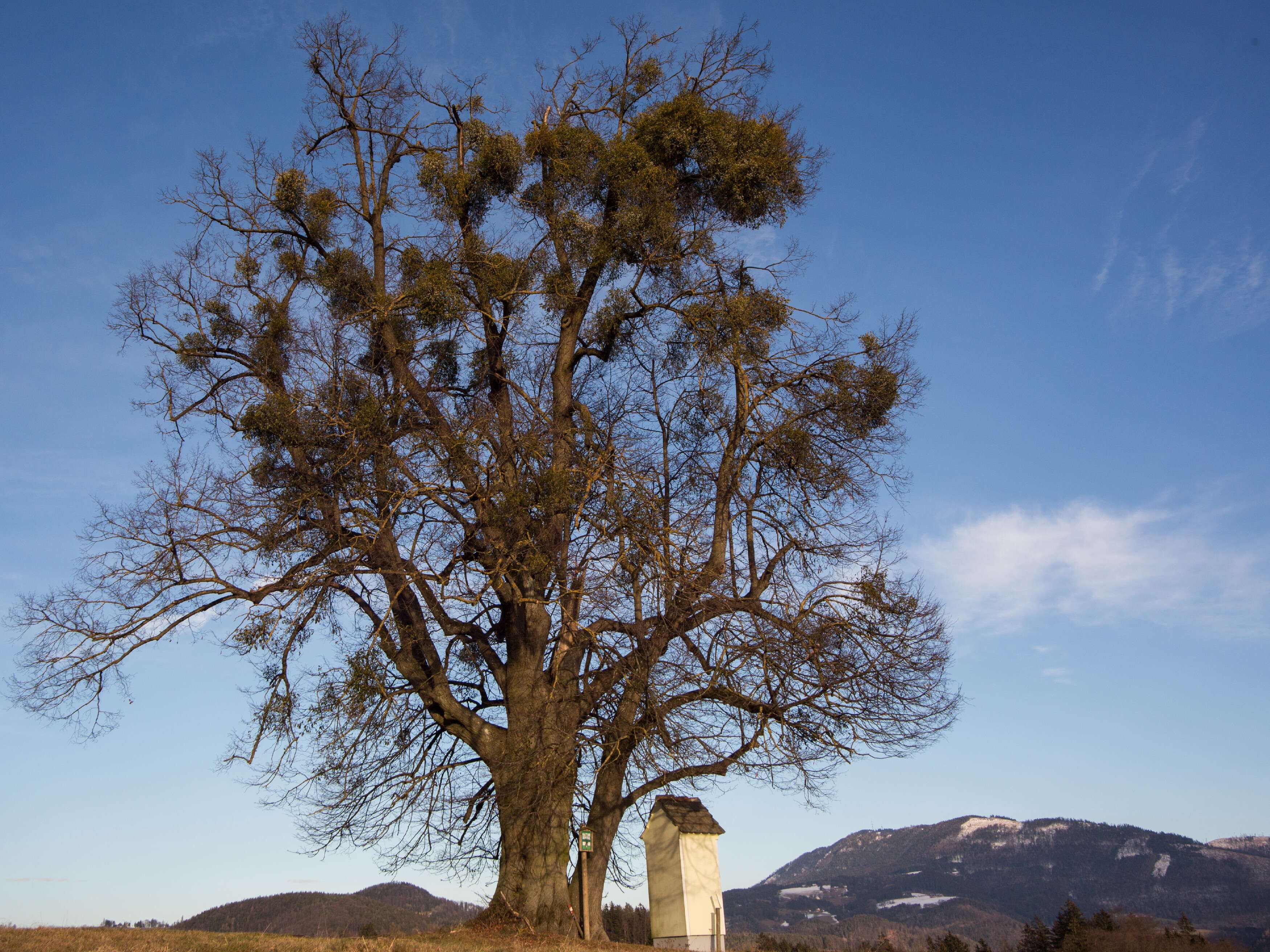 Image of Littleleaf Linden