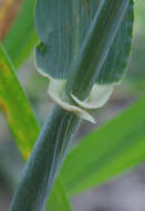 Image of common barley