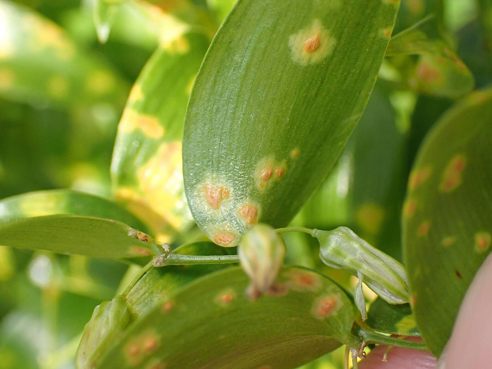 Image of Puccinia myrsiphylli (Thüm.) G. Winter 1884