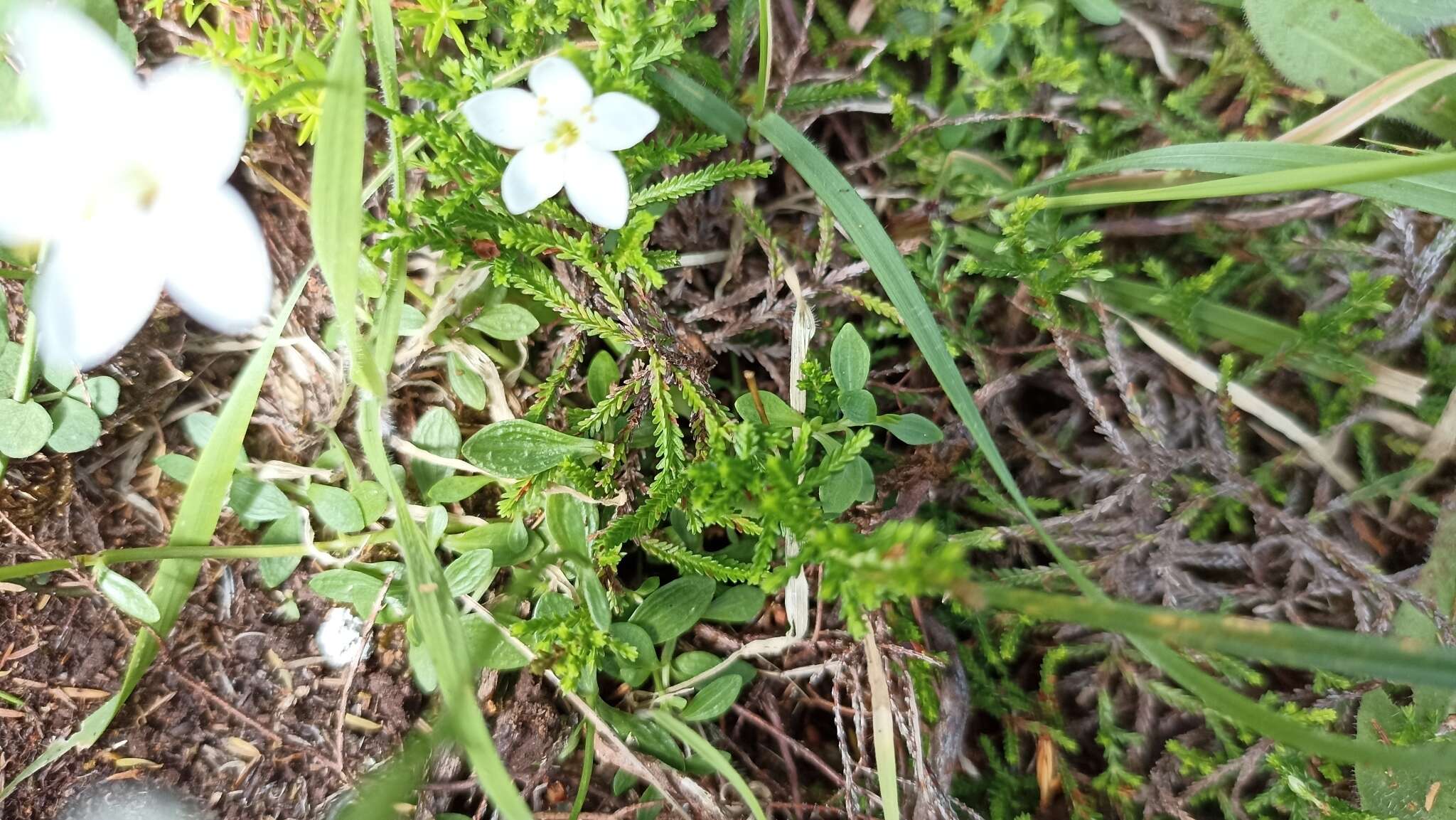 Image of Centaurium scilloides (L. fil.) Samp.