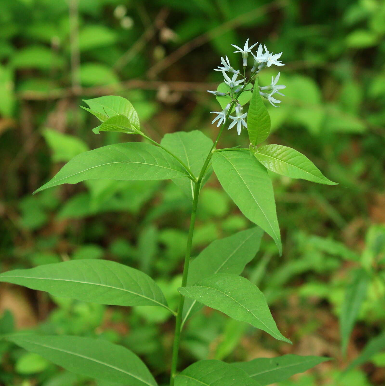 Imagem de Amsonia tabernaemontana Walt.