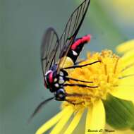 Image of Argyroeides braco Herrich-Schäffer 1855