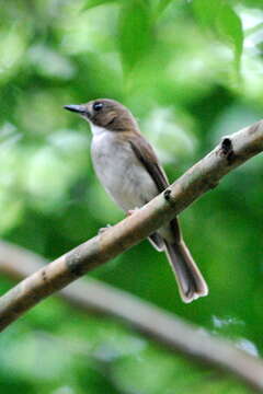 Image of Grey-chested Jungle Flycatcher