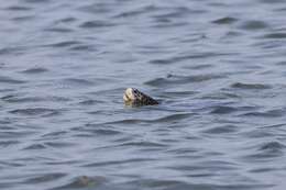 Image of Malaclemys terrapin littoralis (Hay 1904)