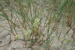 Plancia ëd Euphorbia paralias L.