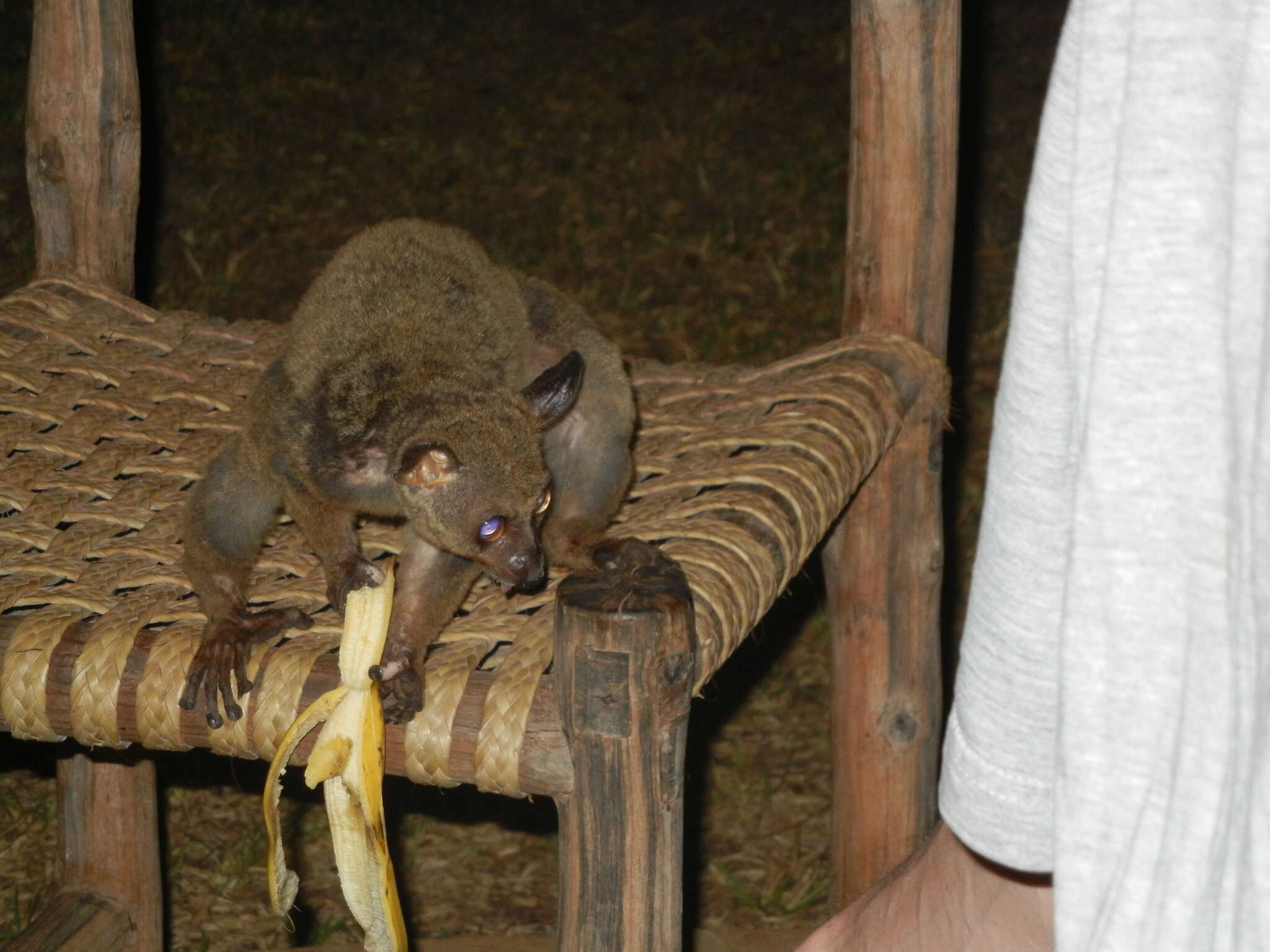 Image of Garnett's Greater Galago