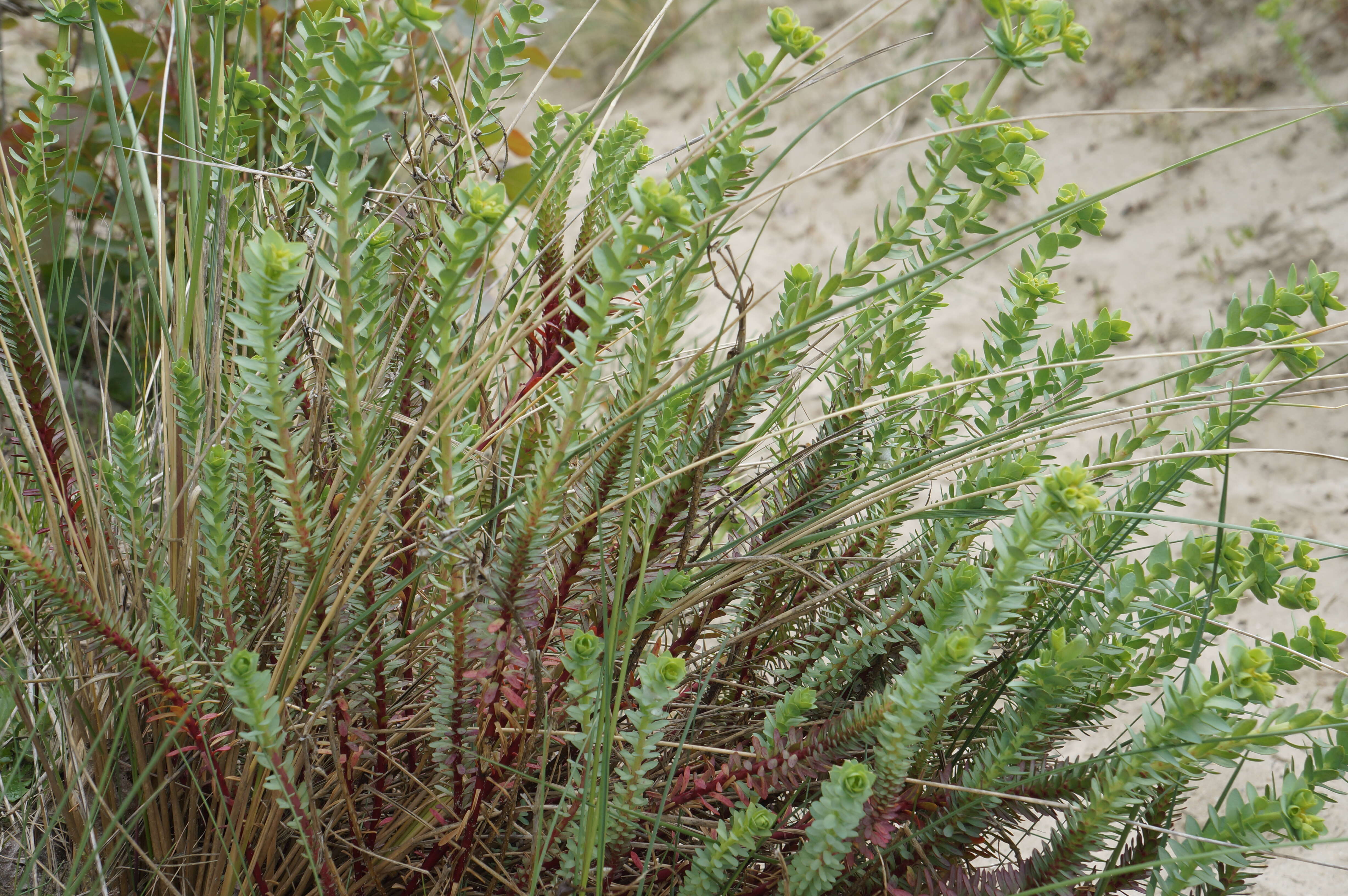 Plancia ëd Euphorbia paralias L.