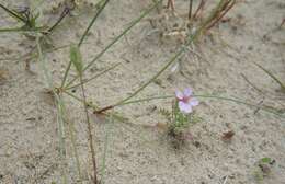 Image of Common Stork's-bill