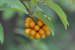 Слика од Annona leptopetala (R. E. Fr.) H. Rainer