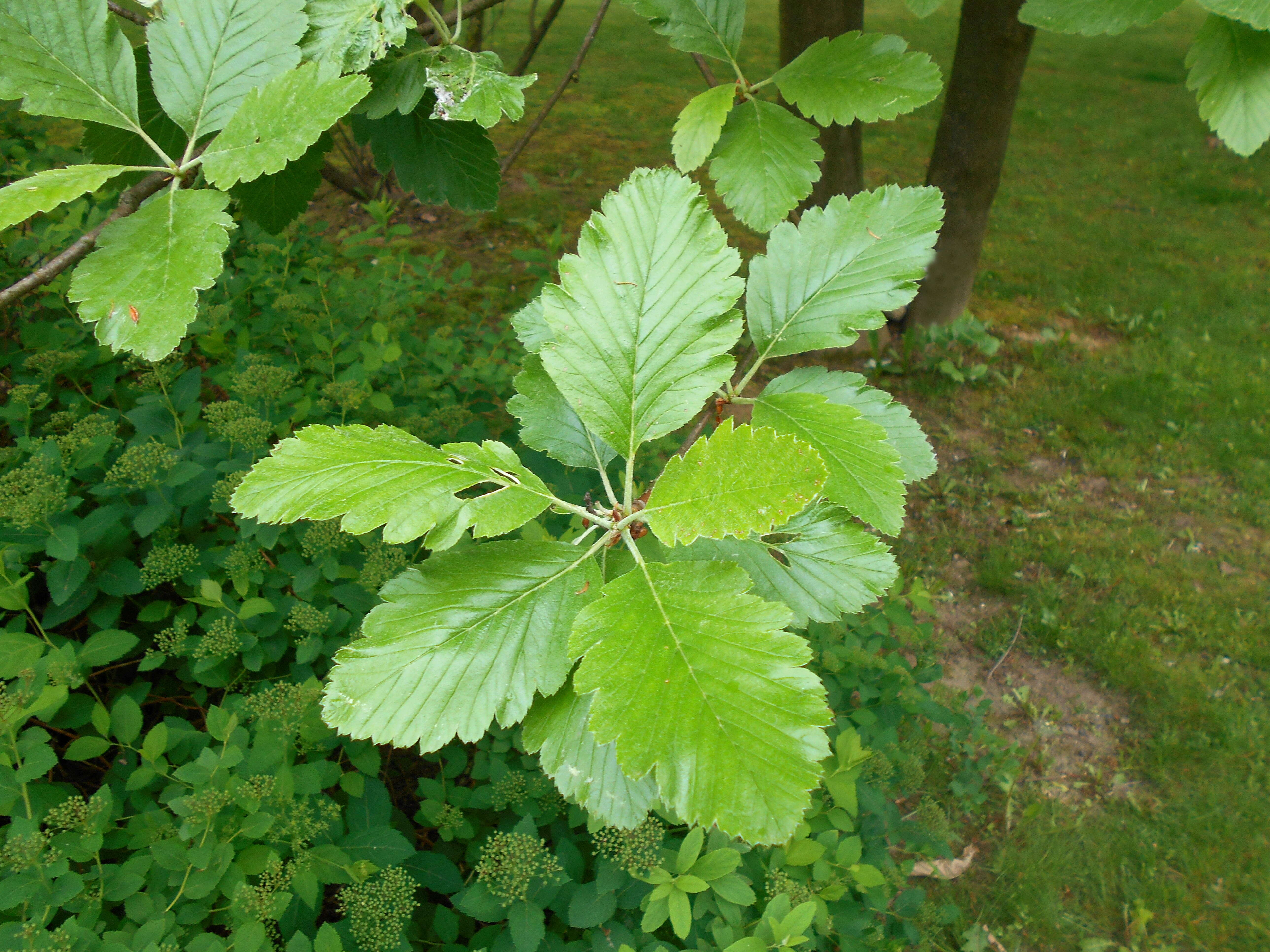 Image of Hedlundia mougeotii (Soy.-Will. & Godr.) Sennikov & Kurtto