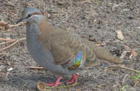 Image of Brush Bronzewing