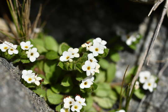 صورة Myosotis lyallii subsp. elderi (L. B. Moore) Meudt & Prebble