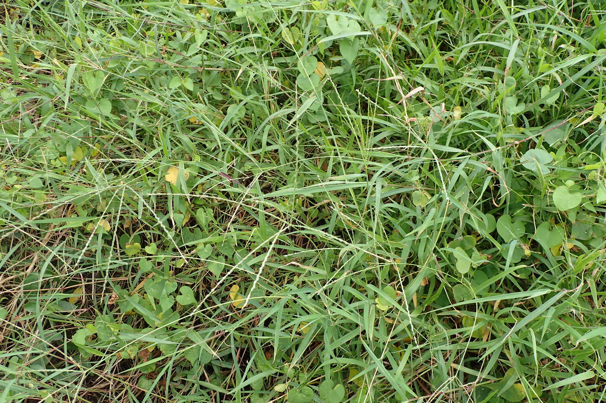 Image of Asian crabgrass