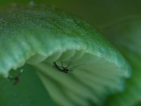 Image of Gliophorus viridis (G. Stev.) E. Horak 1971