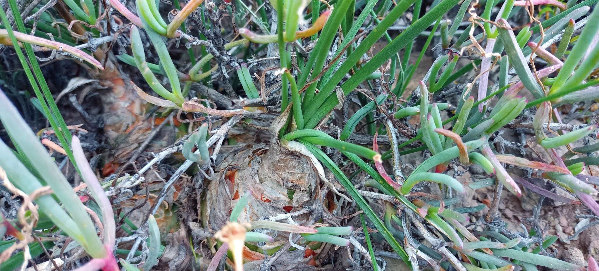 Image of Albuca caudata Jacq.