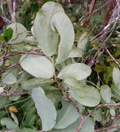 Image of Margaritaria anomala (Baill.) Fosberg