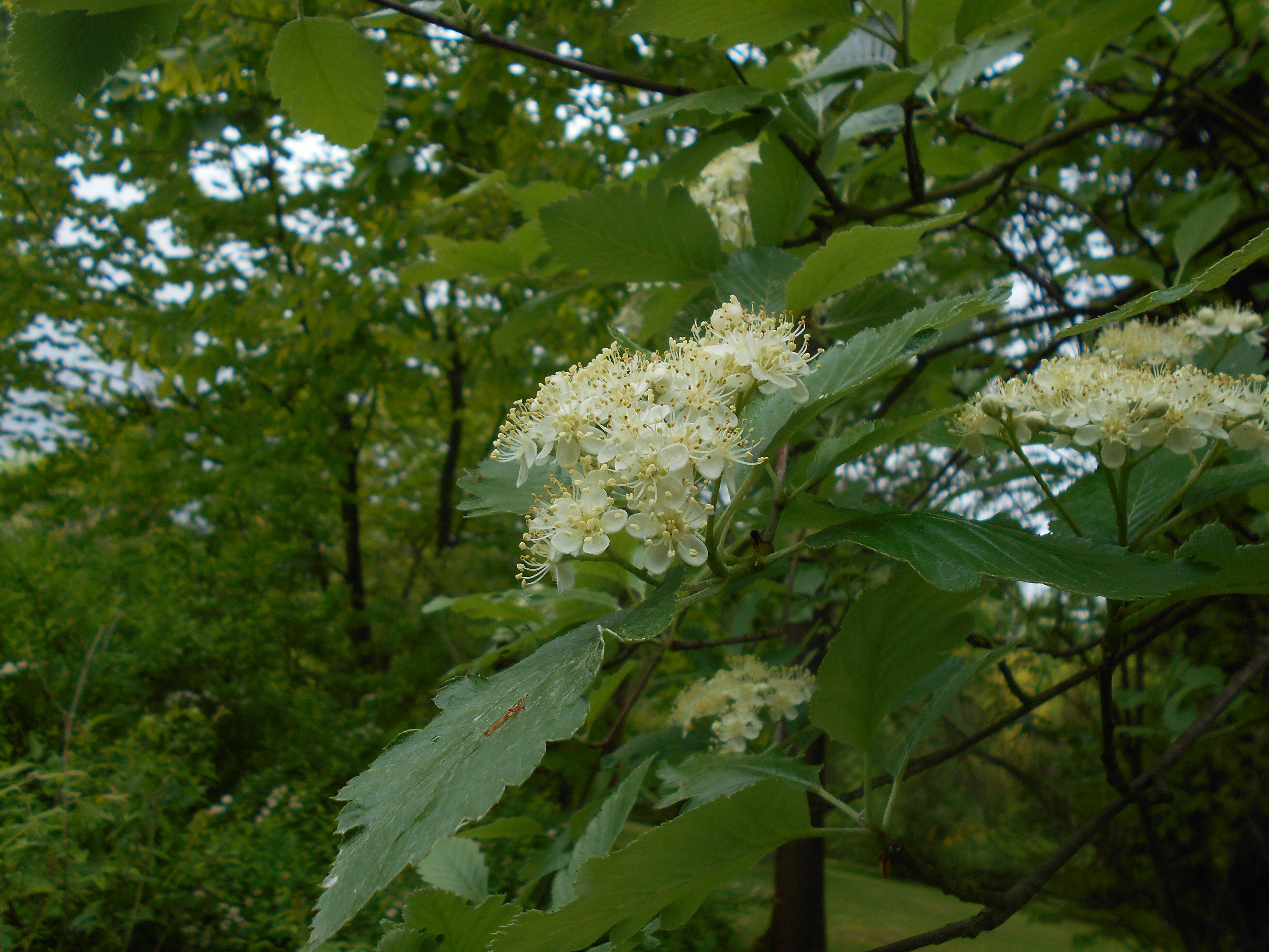 Image of Hedlundia mougeotii (Soy.-Will. & Godr.) Sennikov & Kurtto