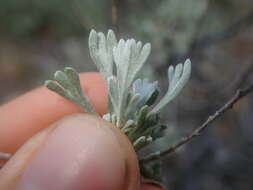 Image of low sagebrush