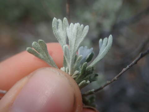 Image of low sagebrush