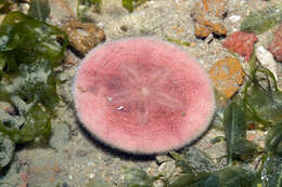 Image of Pink sand dollar