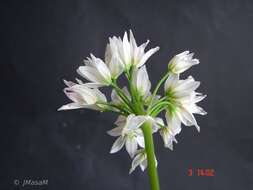 Image of Lily Leek