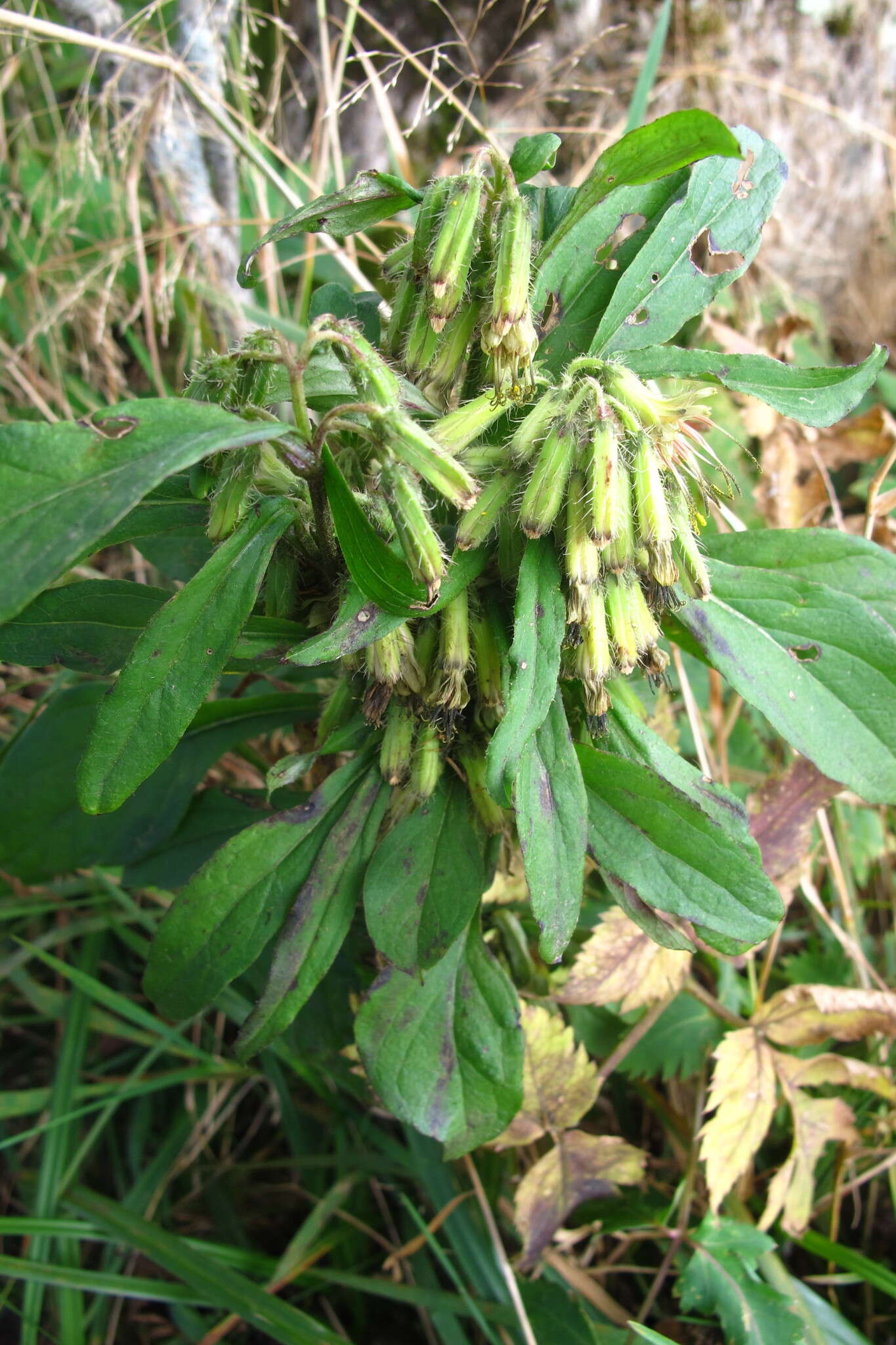 Image of Roan Mountain rattlesnakeroot