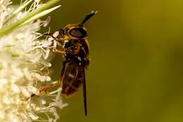 صورة Callicera aurata (Rossi 1790)