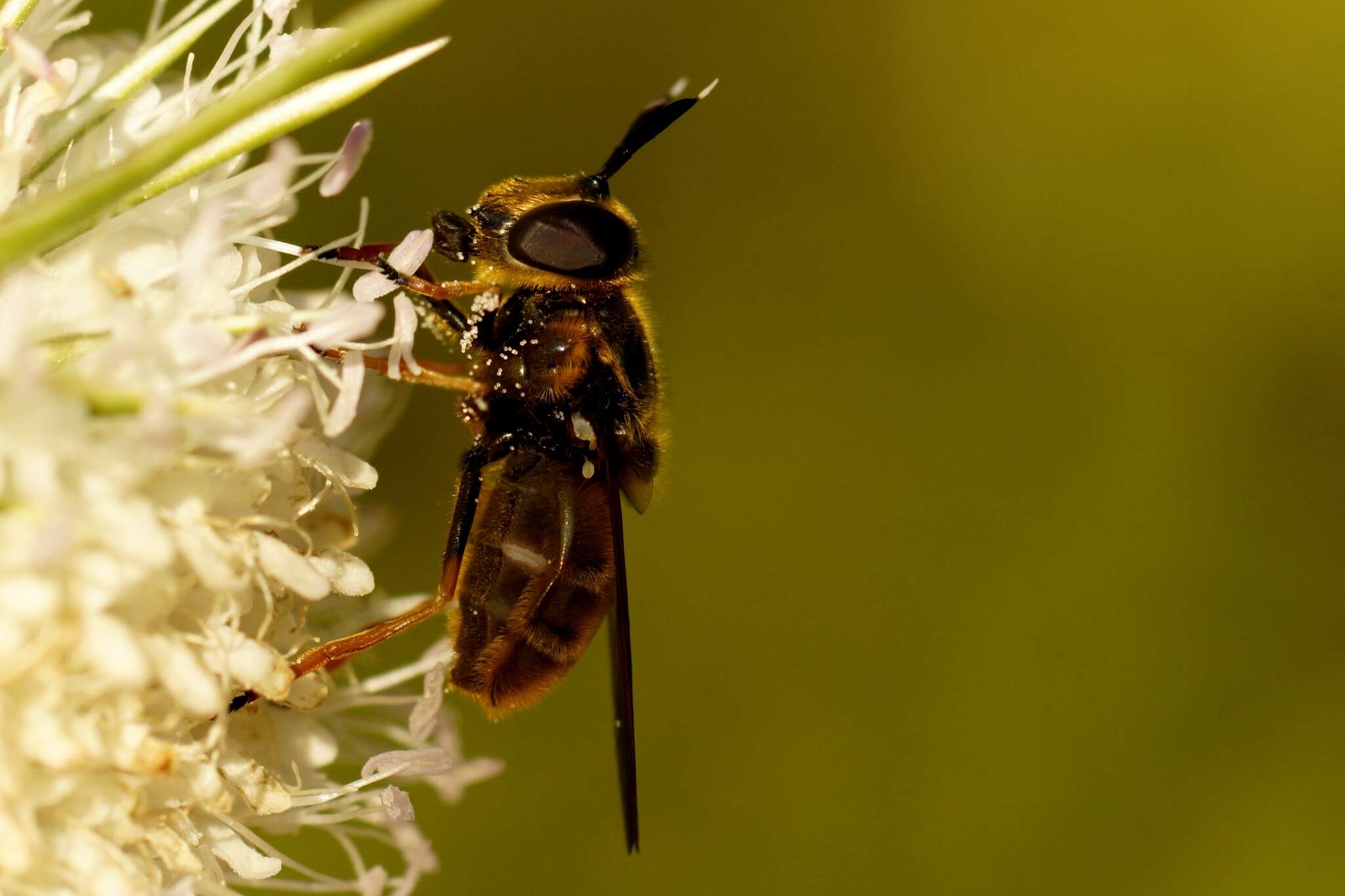 صورة Callicera aurata (Rossi 1790)