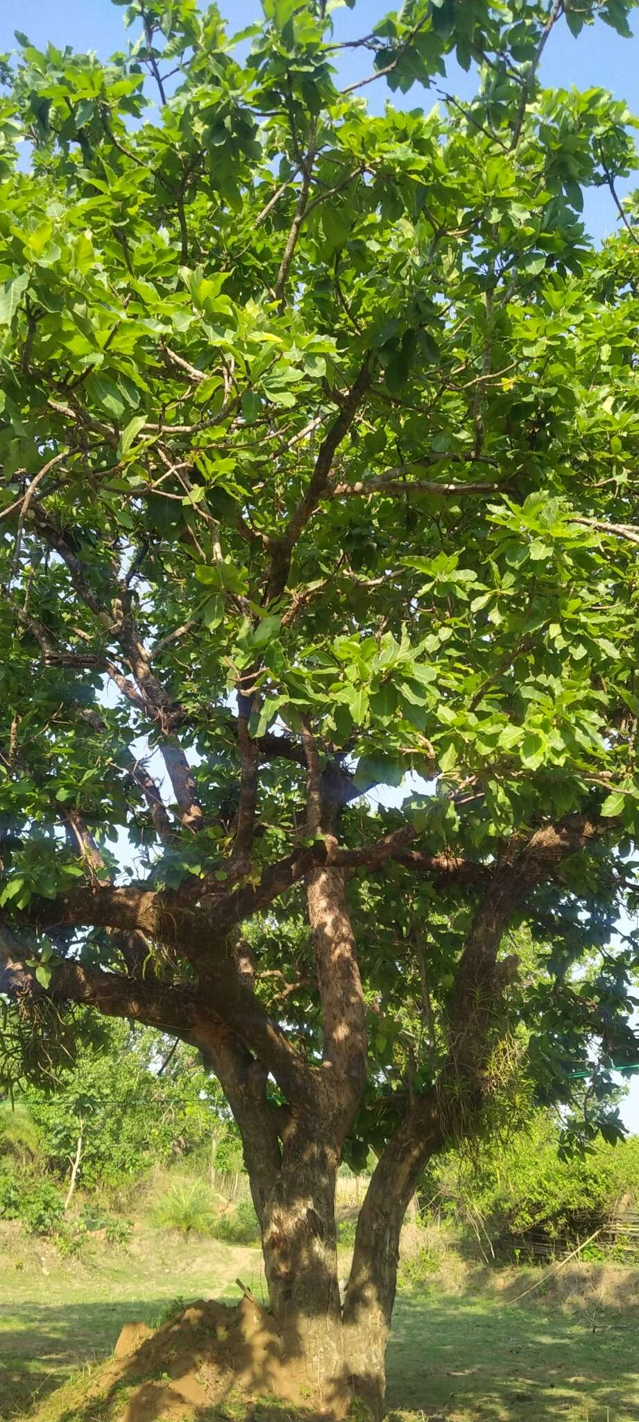 Image of moa tree