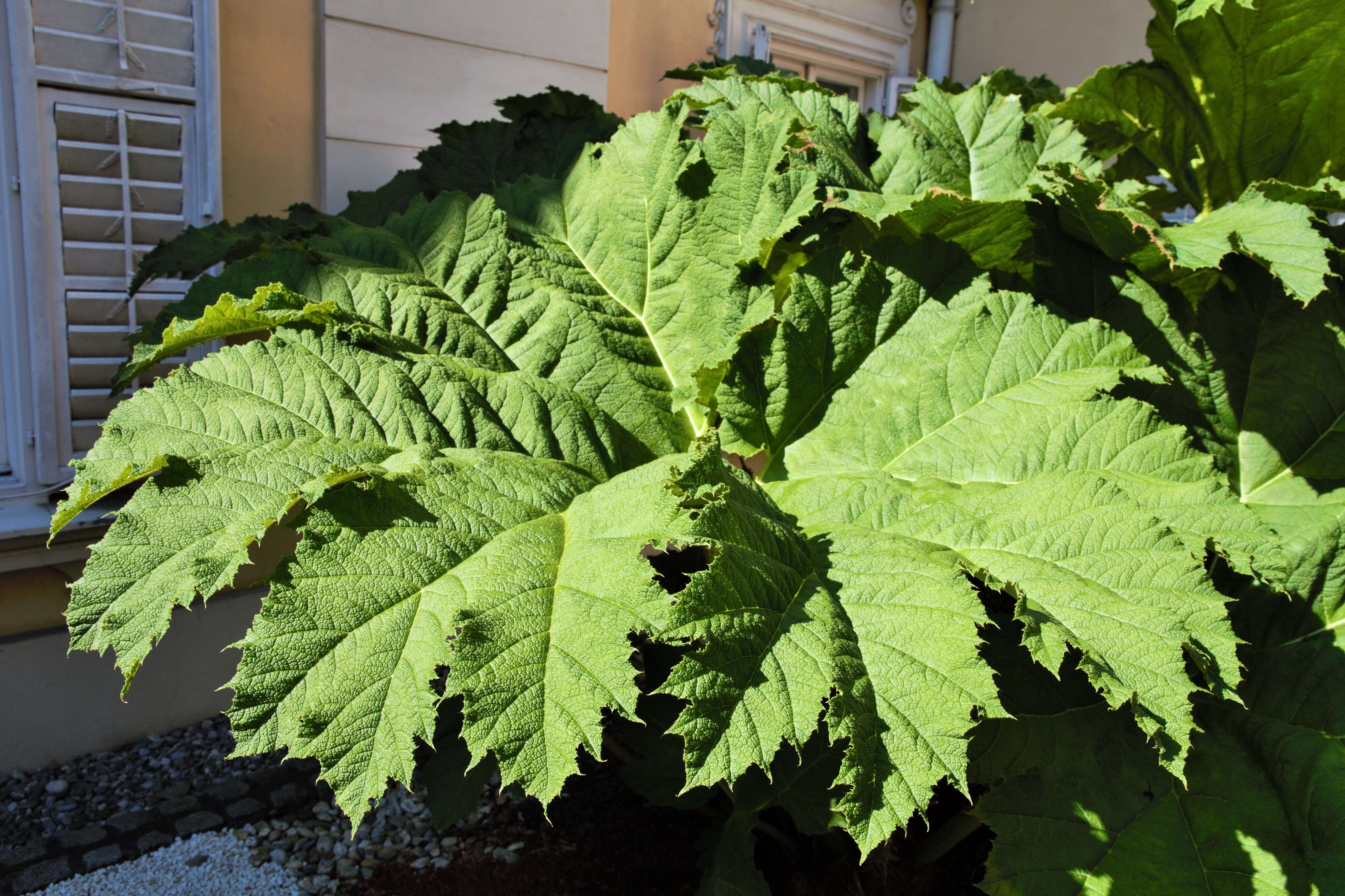 Image of giant rhubarb