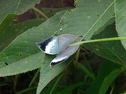 Image of Sahyadri blue oakleaf