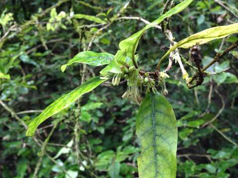 Image of Coprosma tenuifolia Cheeseman